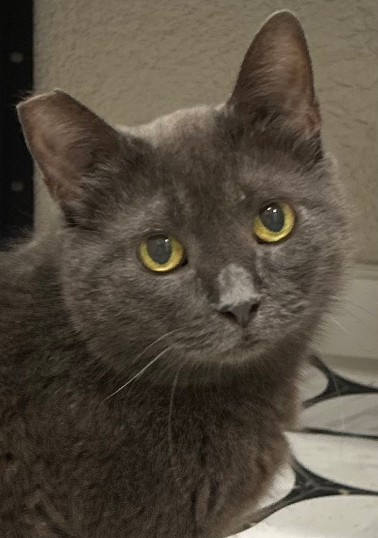 Нюшенька спокойная, ненавязчивая, умная кошечка 😽