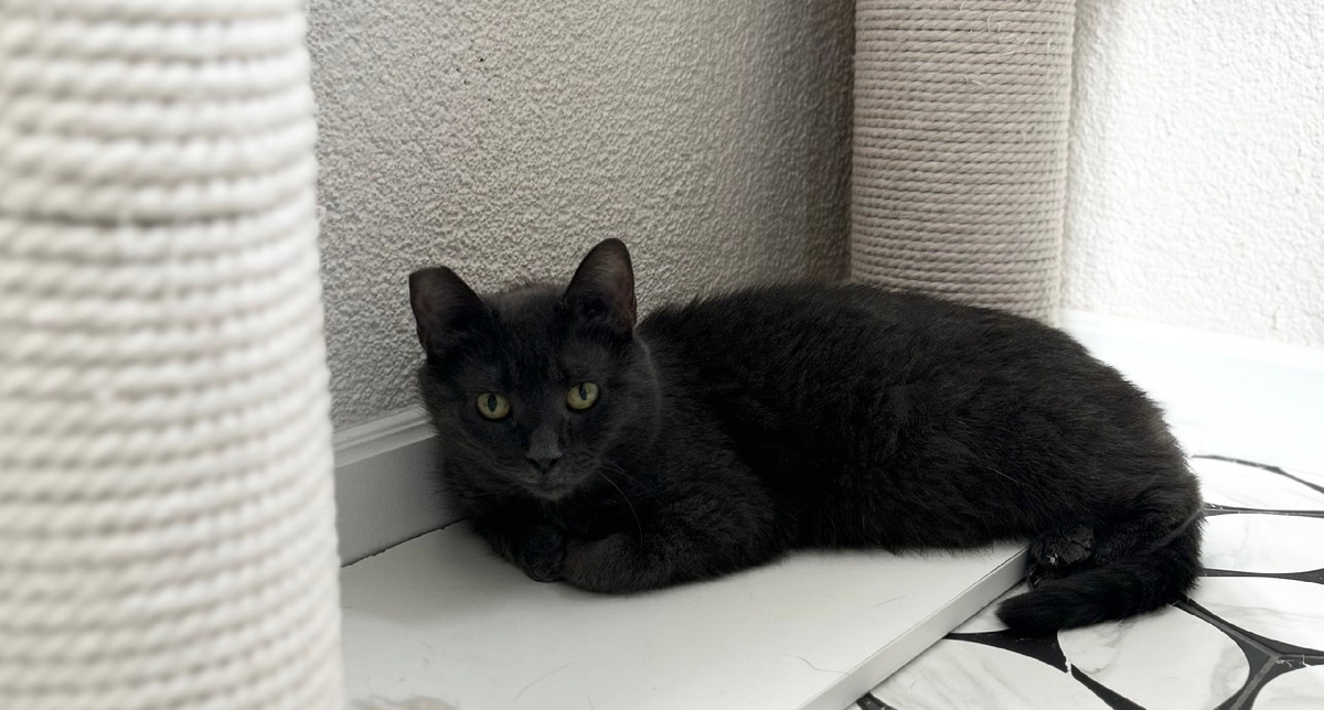 Нюша не станет докучать вниманием к себе, но несомненно создаст уют в доме 🙏