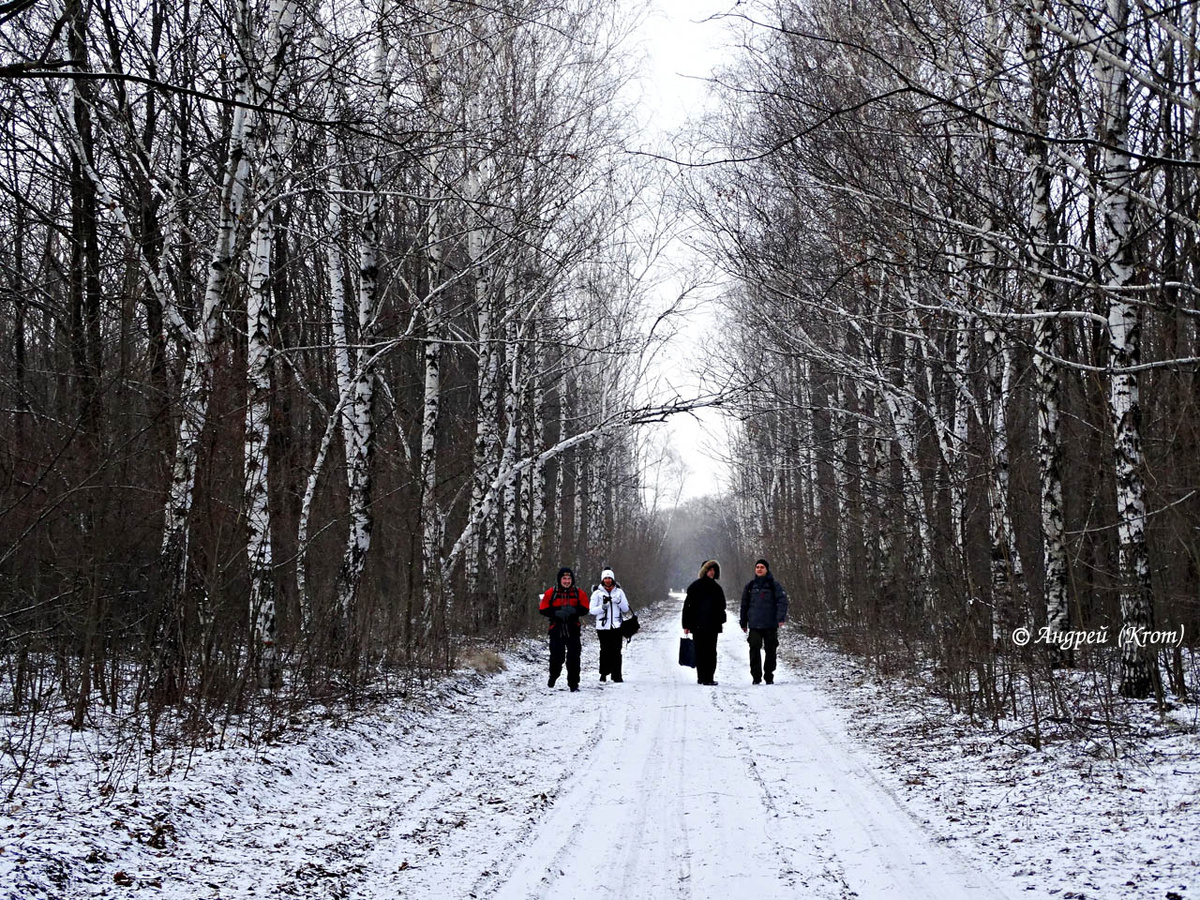 Заснеженная аллея Донлесхоза