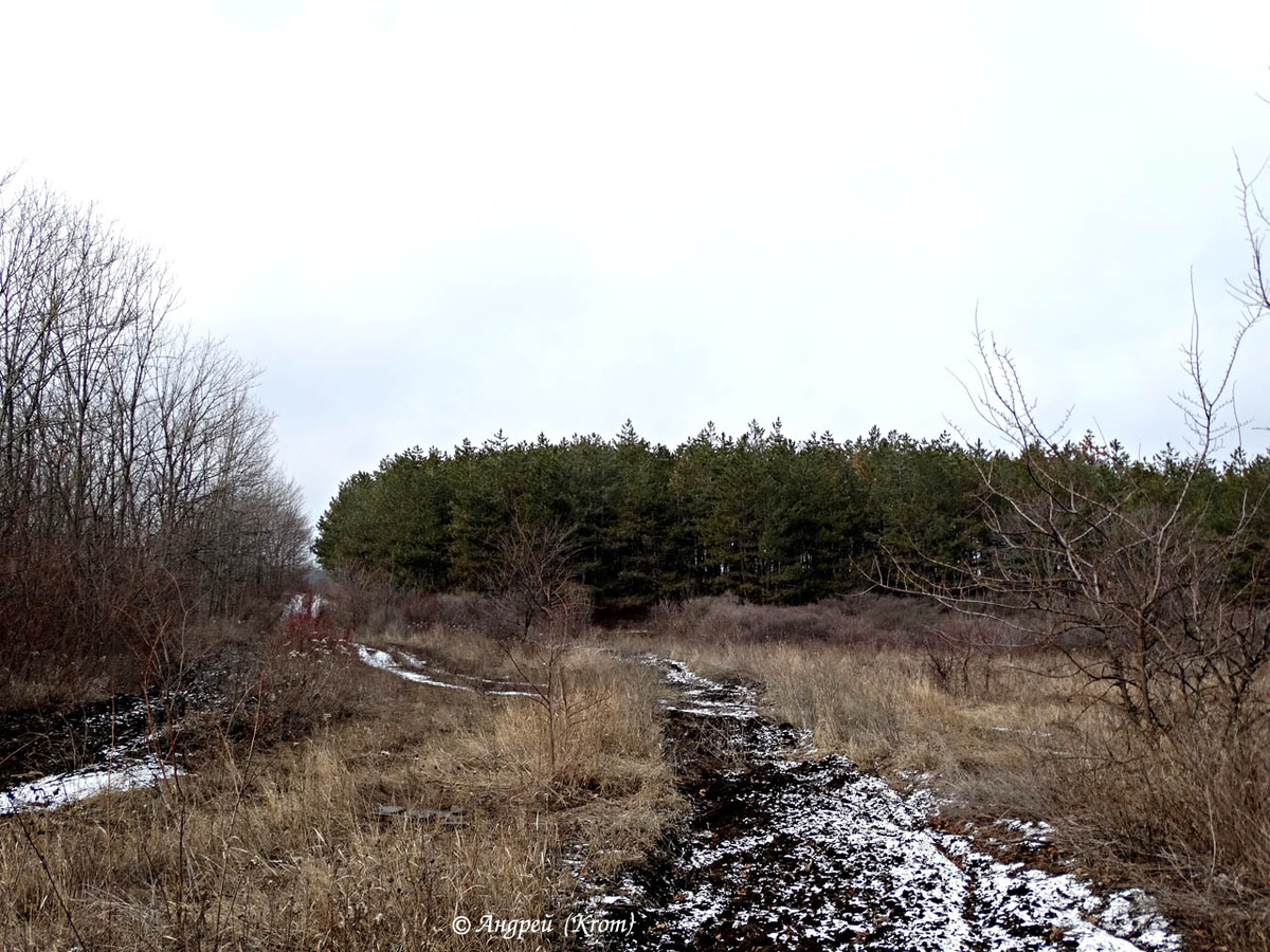 Сосновый бор у оленьего питомника