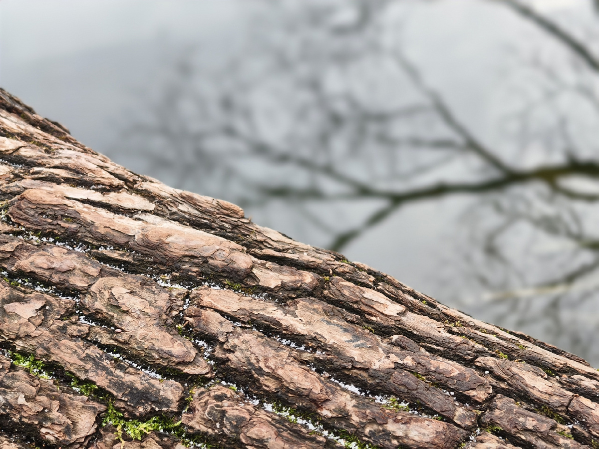 Серый пейзаж