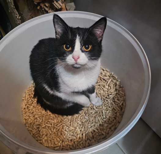 Приют кошек из Смоленска нуждается в лекарствах и наполнителе! СОС!