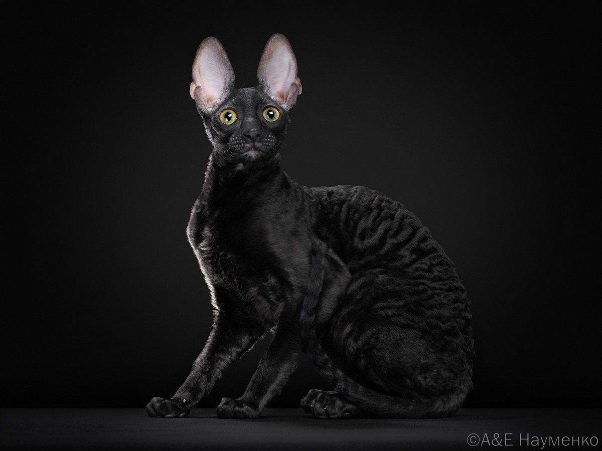 На подозрительного чёрного кота очень похож корниш-рекс из питомника ShabbyMur