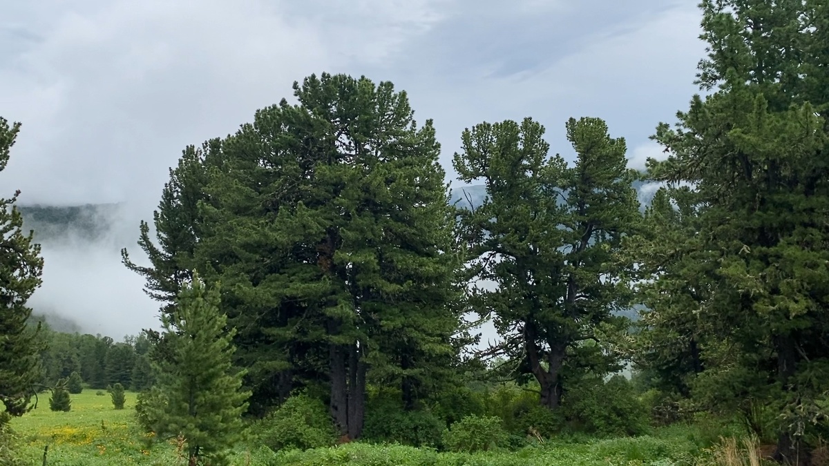 Тайга сразу после дождя.