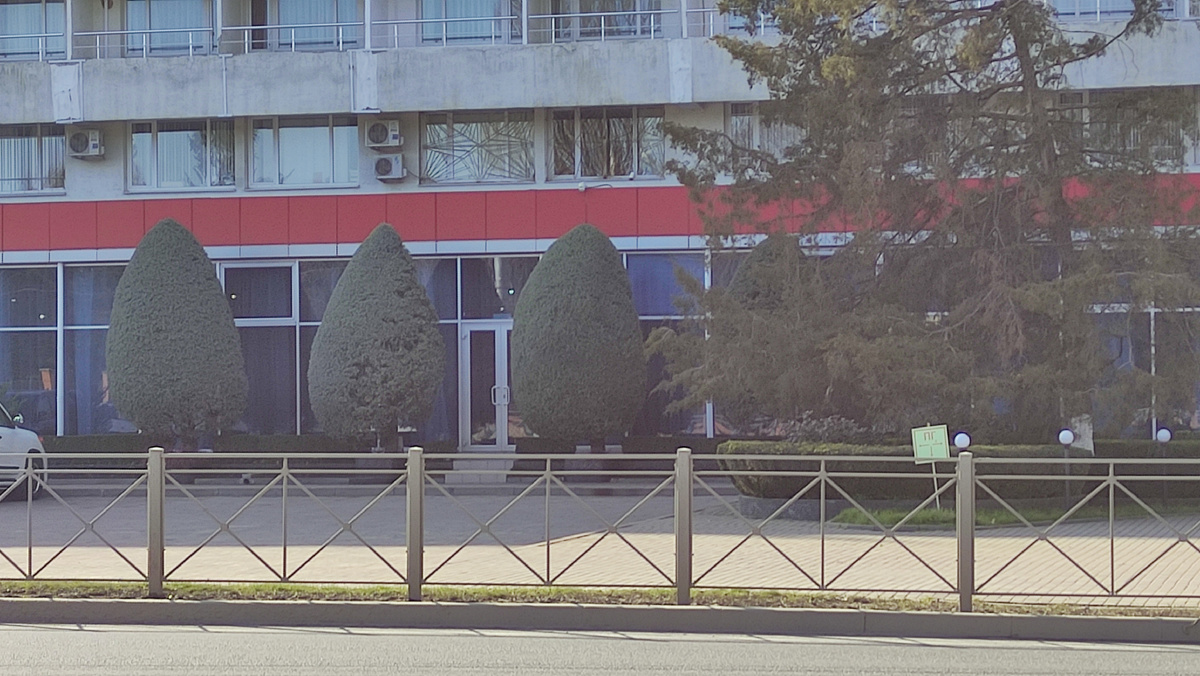 Всегда любуюсь этими деревьями возле гостиницы, стригут их классно