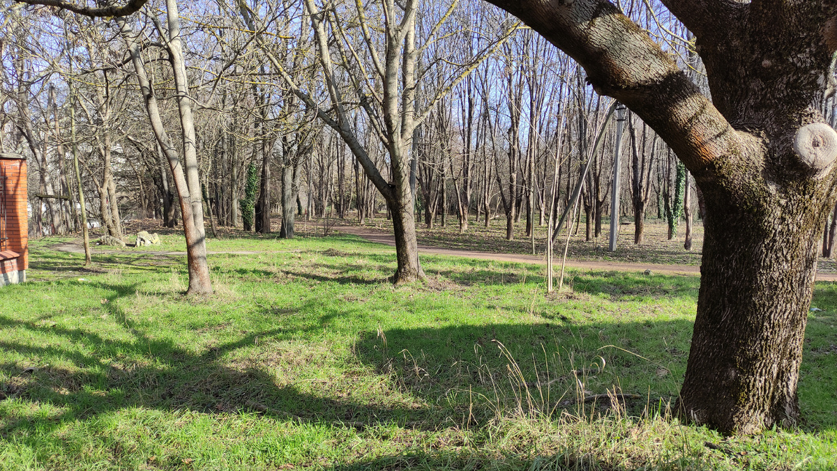 Трава в Ботсаду