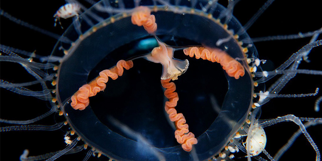 Крестовик: выглядит свято – жалит безбожно