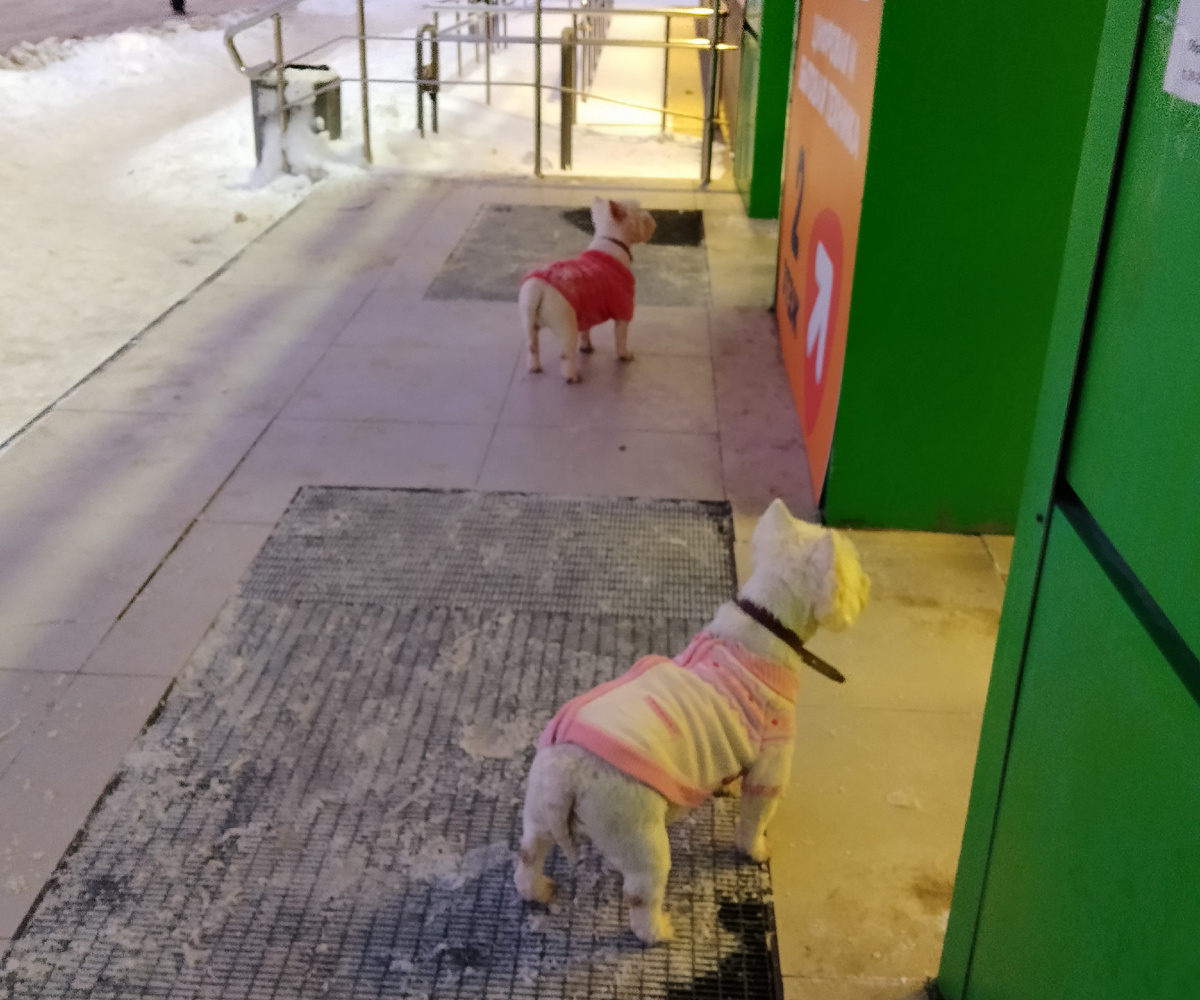 Ждут, лапули...