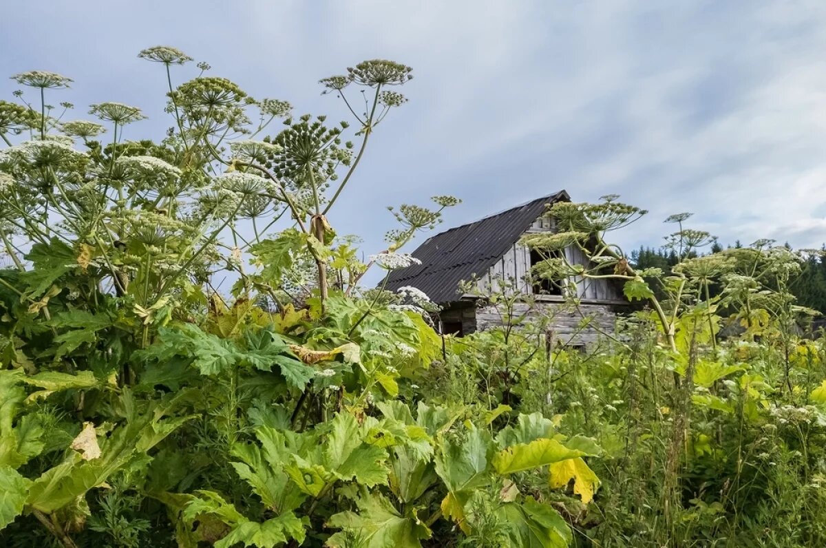    Борщевик хотят причислить к «растениям-иноагентам» в Нижегородской области