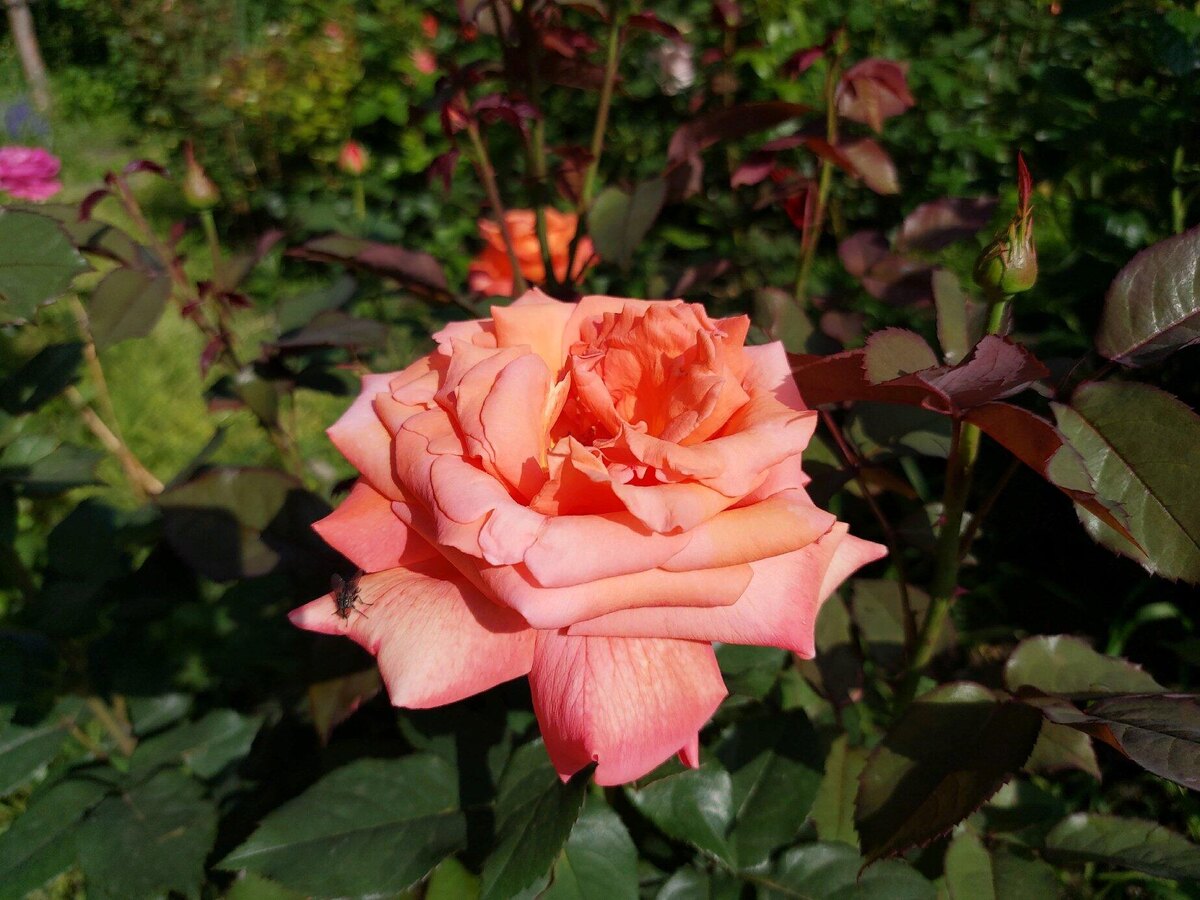 Роза Христофор Колумб.