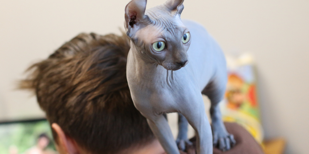 Наглые и пугливые: как сфинксы выбирают стратегию поведения с чужими