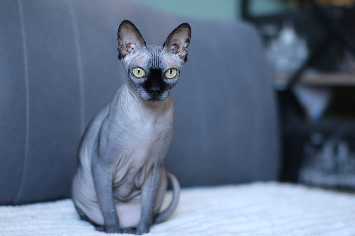 Обычно приходящие даже не догадываются, что в квартире есть кошка, если заранее не знают о ее существовании 