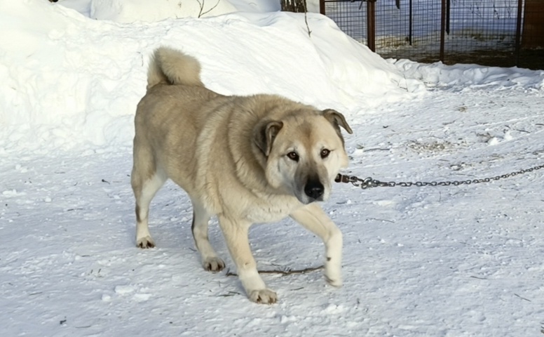 Почему Бобр снова в приюте. С хозяевами не прощаемся, а говорим " до свидания?"