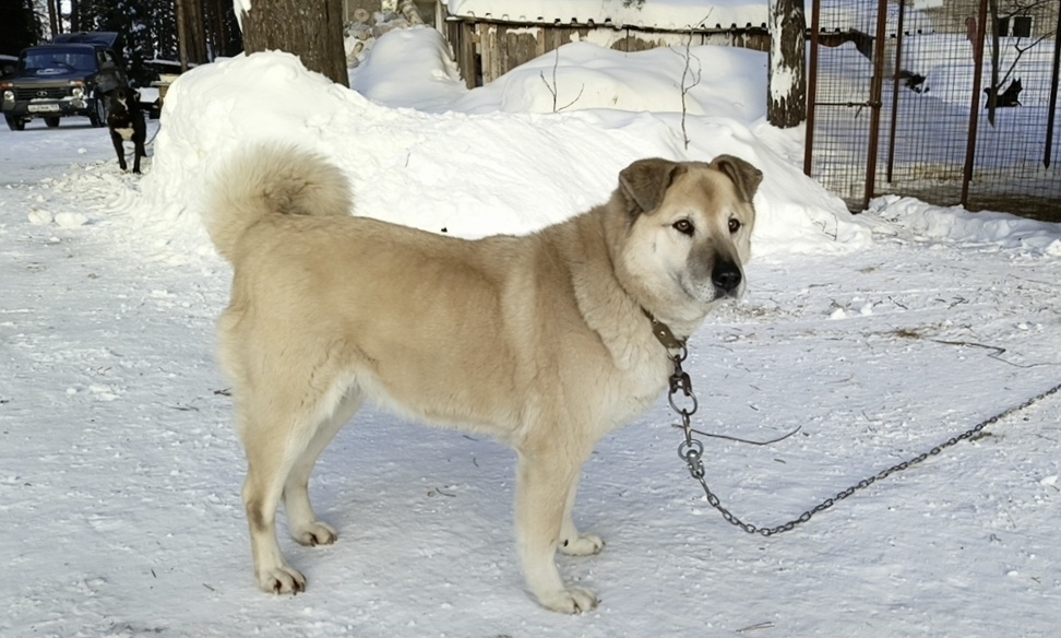 Бобр отлично выглядит. Хороший уход был за ним дома .