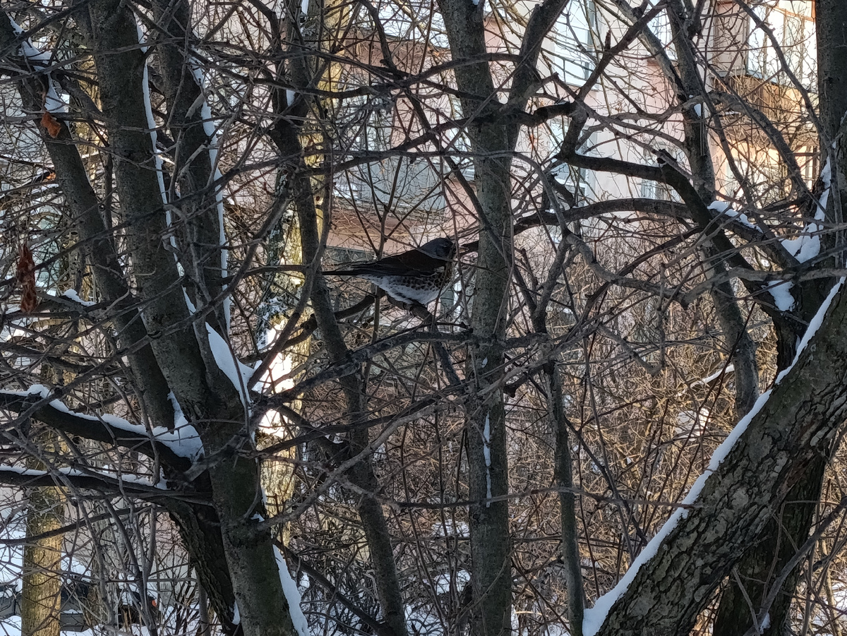 Пыталась поймать птичку в кадр