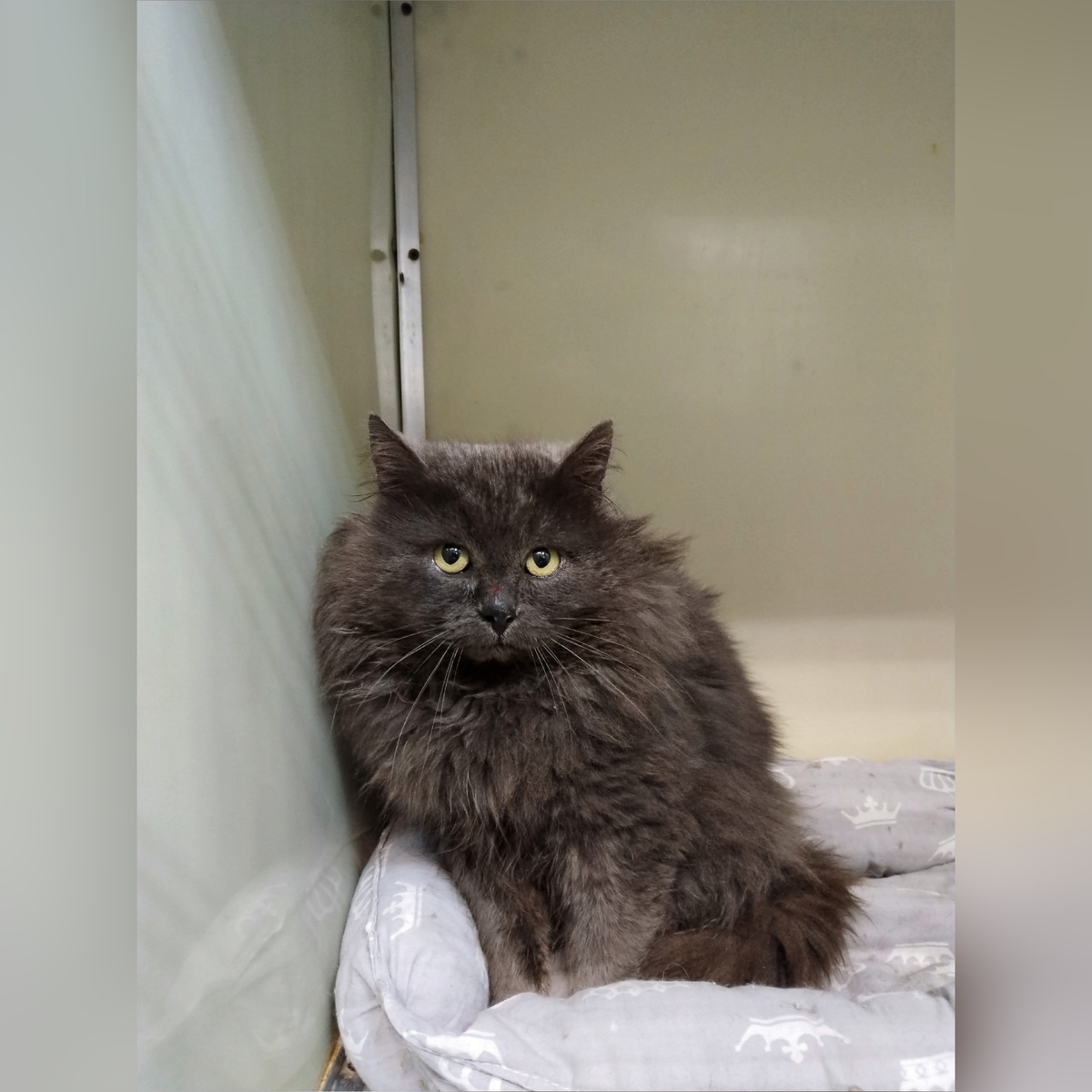 Аллюра нашли на улице.