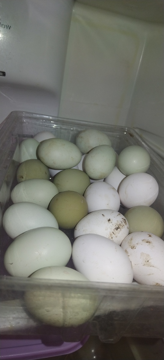 Куры радуют