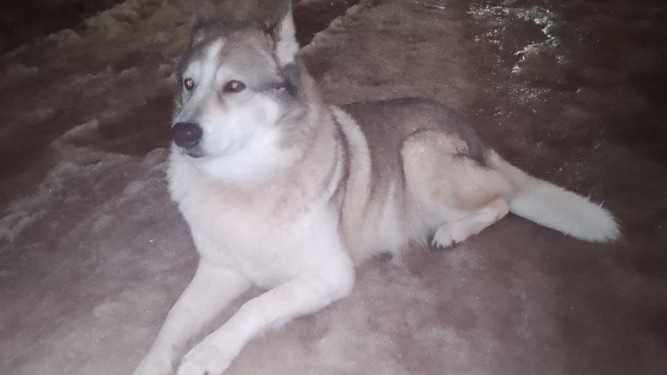 🆘 ЧЬЯ СОБАКА