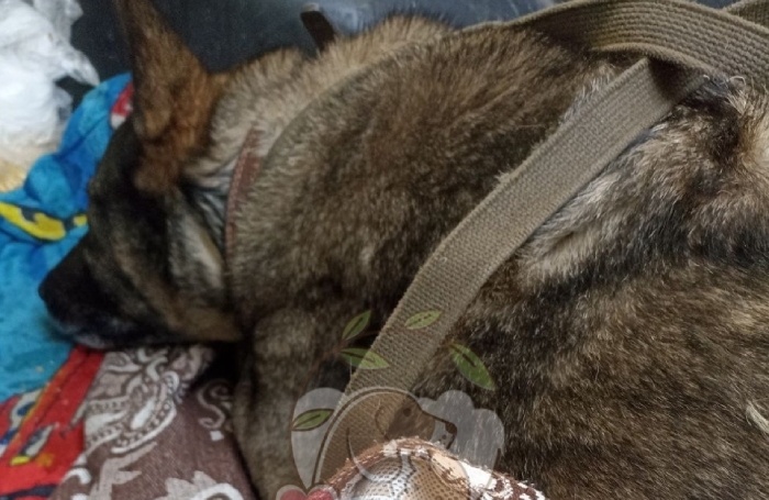    Додобоня в приюте для бездомных животных.приют для животных «Того»