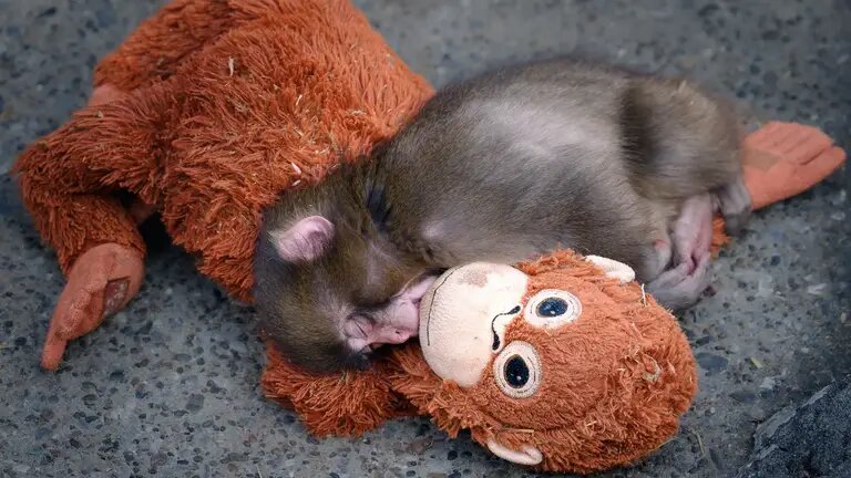 Обезьянка «Панч» со своей игрушкой. Япония.