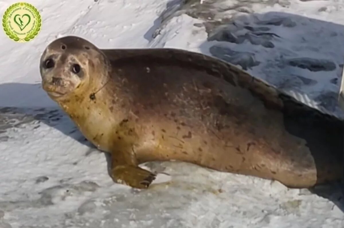    Очевидцы и волонтеры спасли потерявшегося у озера тюленя на Сахалине
