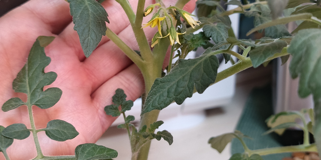 ФЕВРАЛЬСКИЕ ЗАБОТЫ - последняя в посевной! 😱🤣