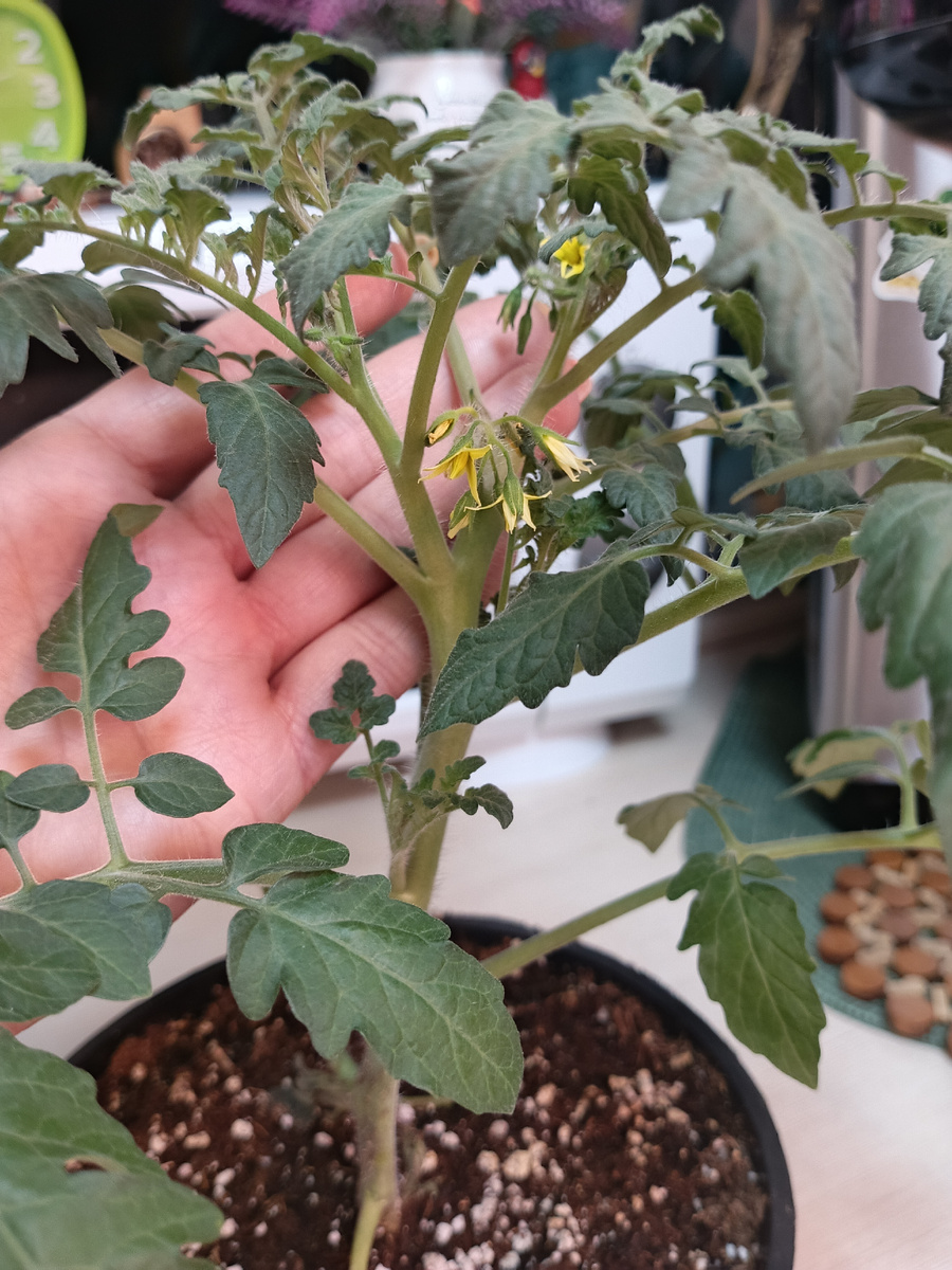 Вовсю цветёт мой Экспериментальный, надо подкормить) 