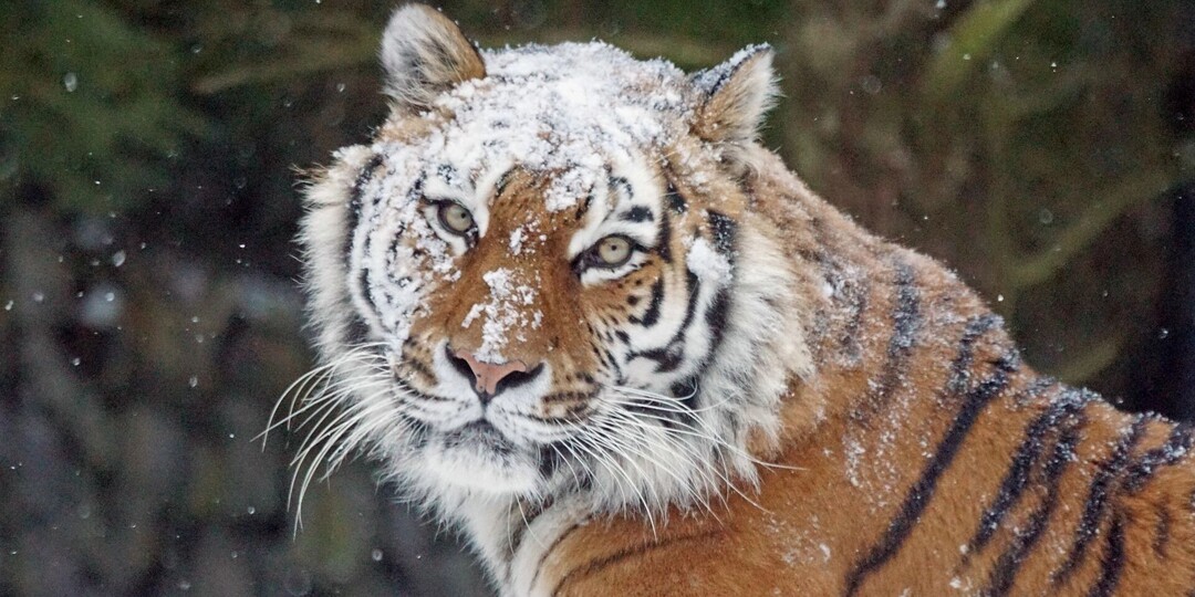 Амурский тигр захватывает новые территории в Хабаровском крае