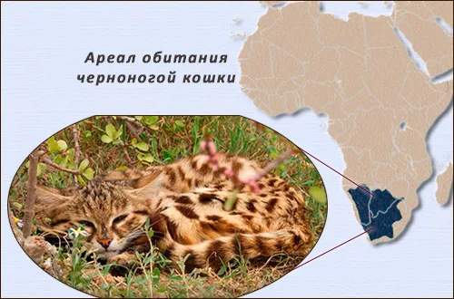https://cat-mishuta.in.ua/chernonogaya-koshka-neutomimyj-oxotnik-s-surovym-nravom.html