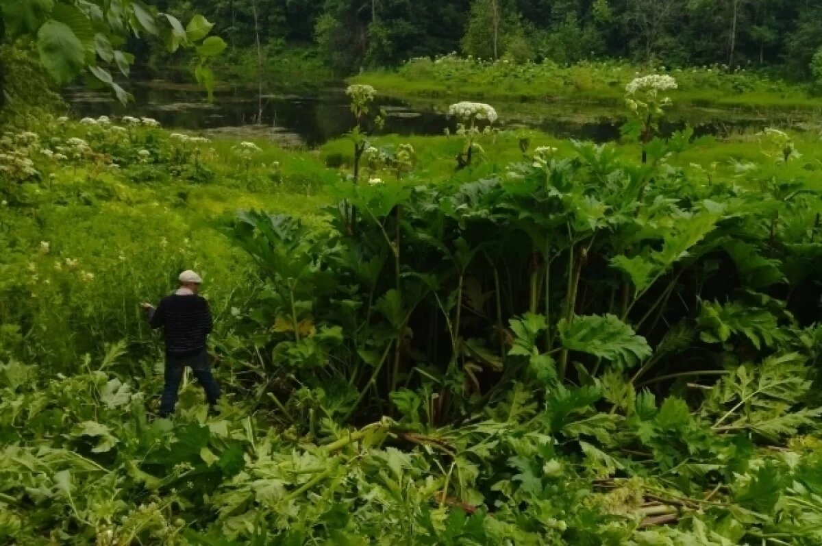    За борщевик на даче новосибирцы заплатят до 50 тысяч рублей