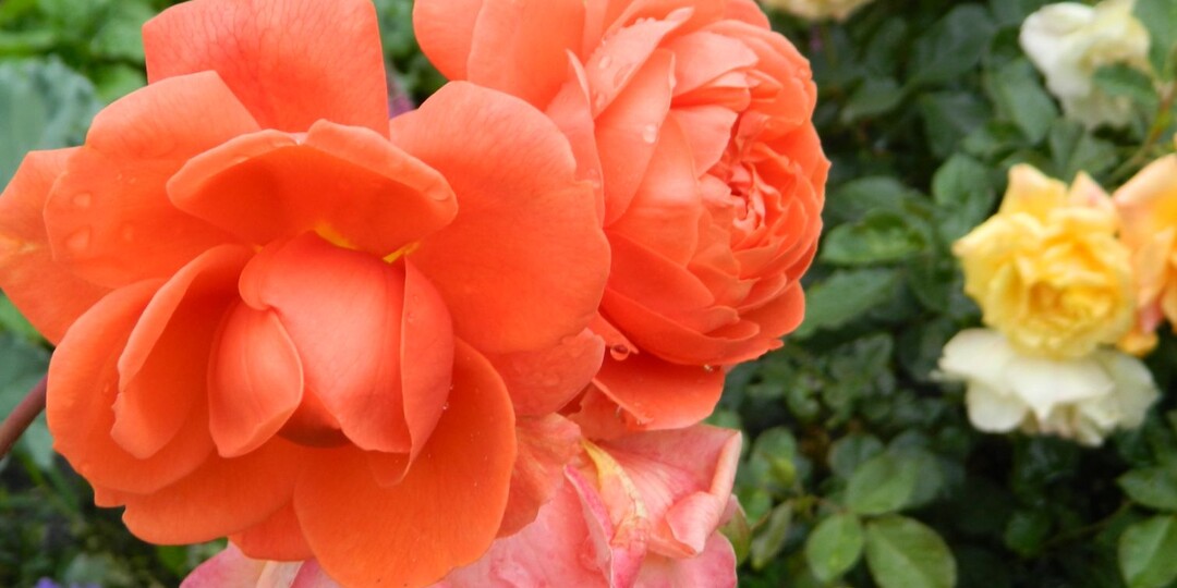 И снова – куда жаловаться. Как проходит мой обычный день здесь и сейчас