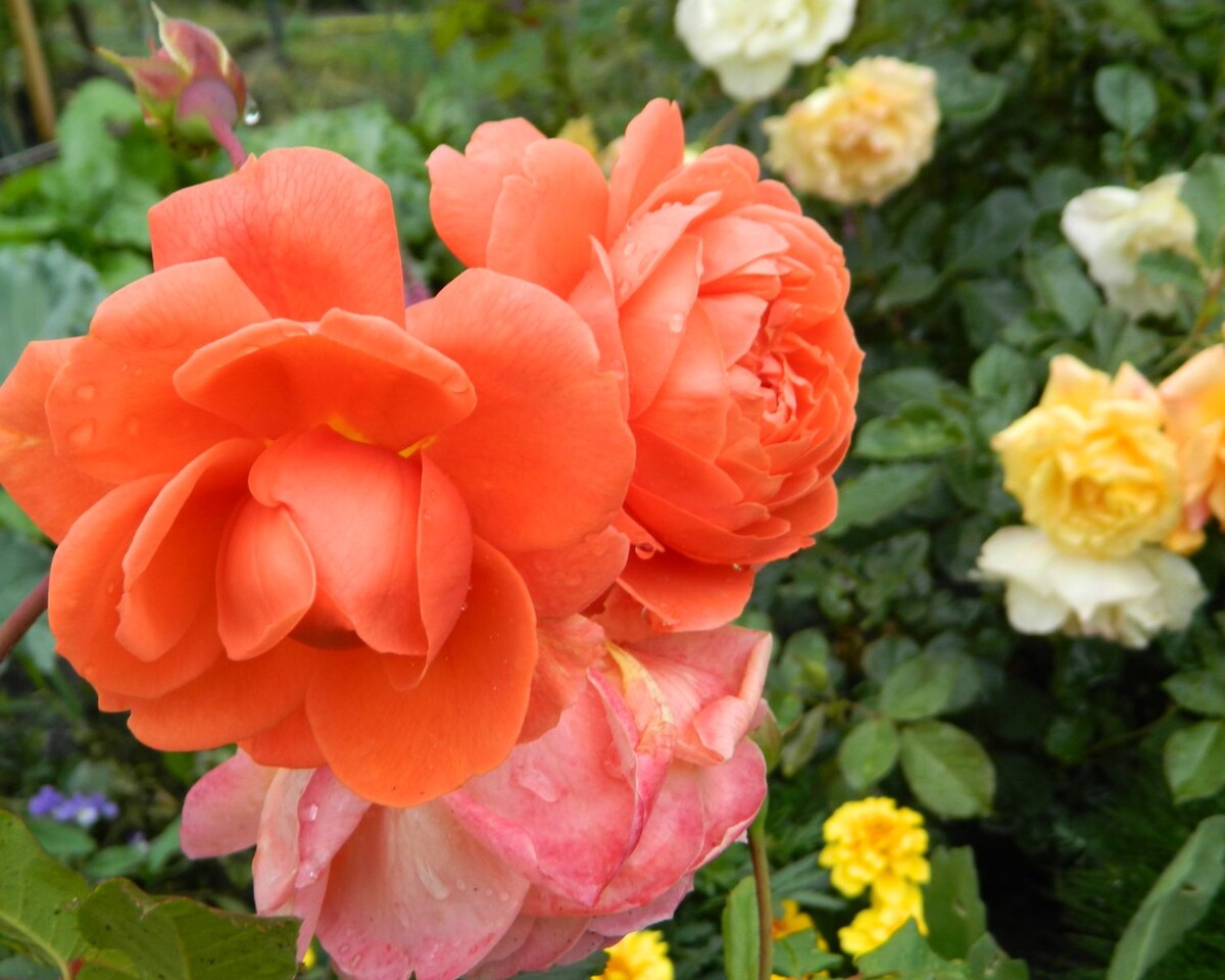 Давайте полюбуемся на розы