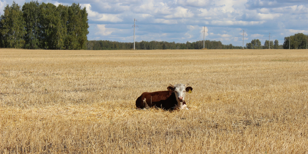 4 гранта для фермеров в 2026 году: кто может получить и на что потратить?