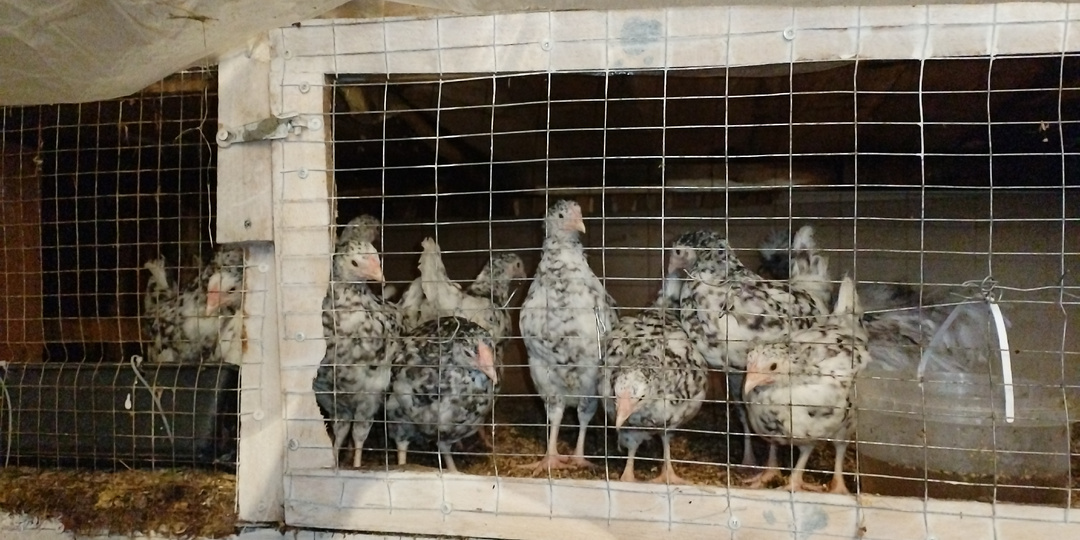 Экстремальное содержание цыплят на моей ферме.