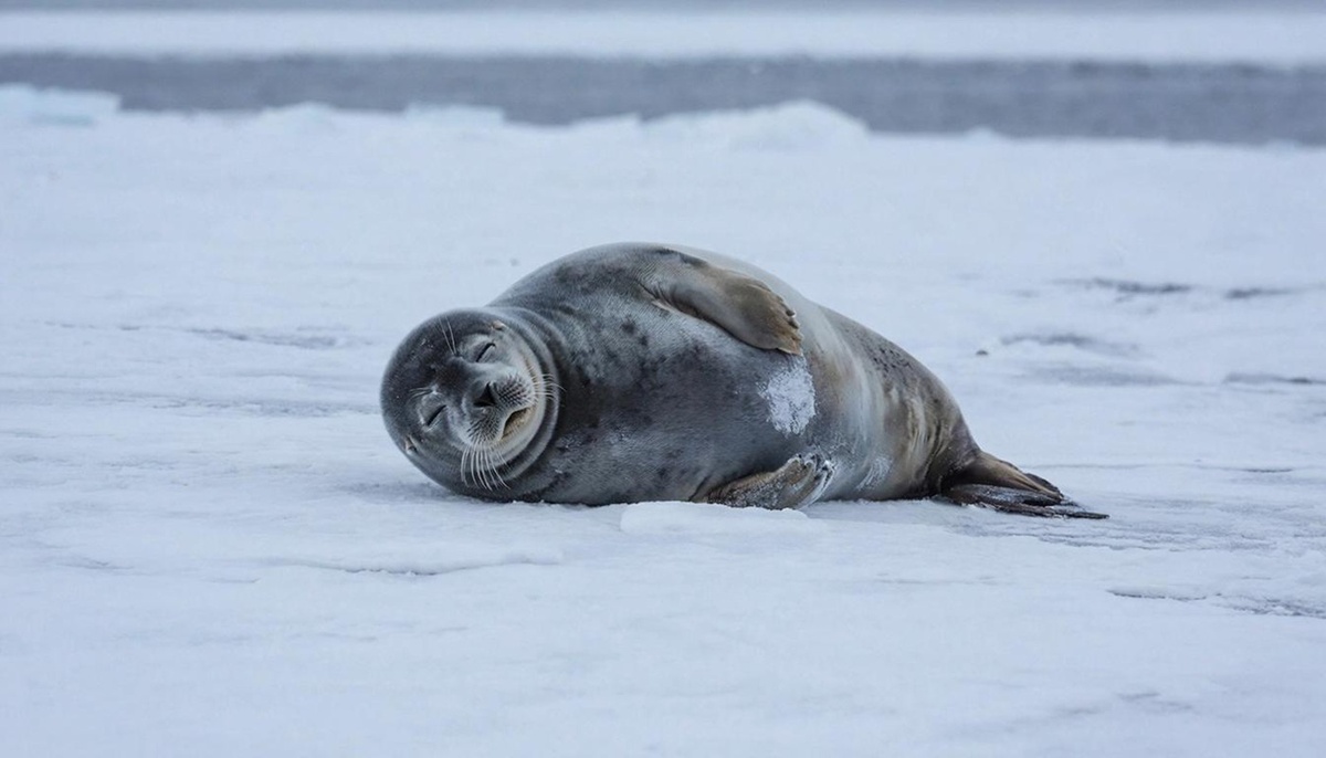 Тюлень потерял выход к воде и несколько дней бродил по льду и лесу.  Фото: Изображение сгенерировано нейросетью GigaChat