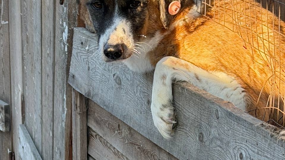 Без света. Без тепла. Без воды. Работа приюта «Ананда» может остановиться