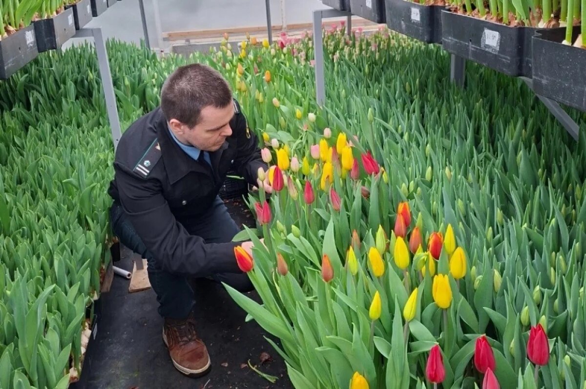   В теплице на Камчатке проверили 25 тысяч тюльпанов перед 8 Марта