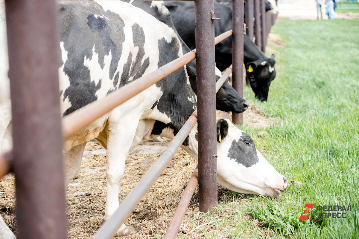 В регионе приступили к созданию агробиотехнопарка.  Фото: Фото: ФедералПресс / Евгений Поторочин