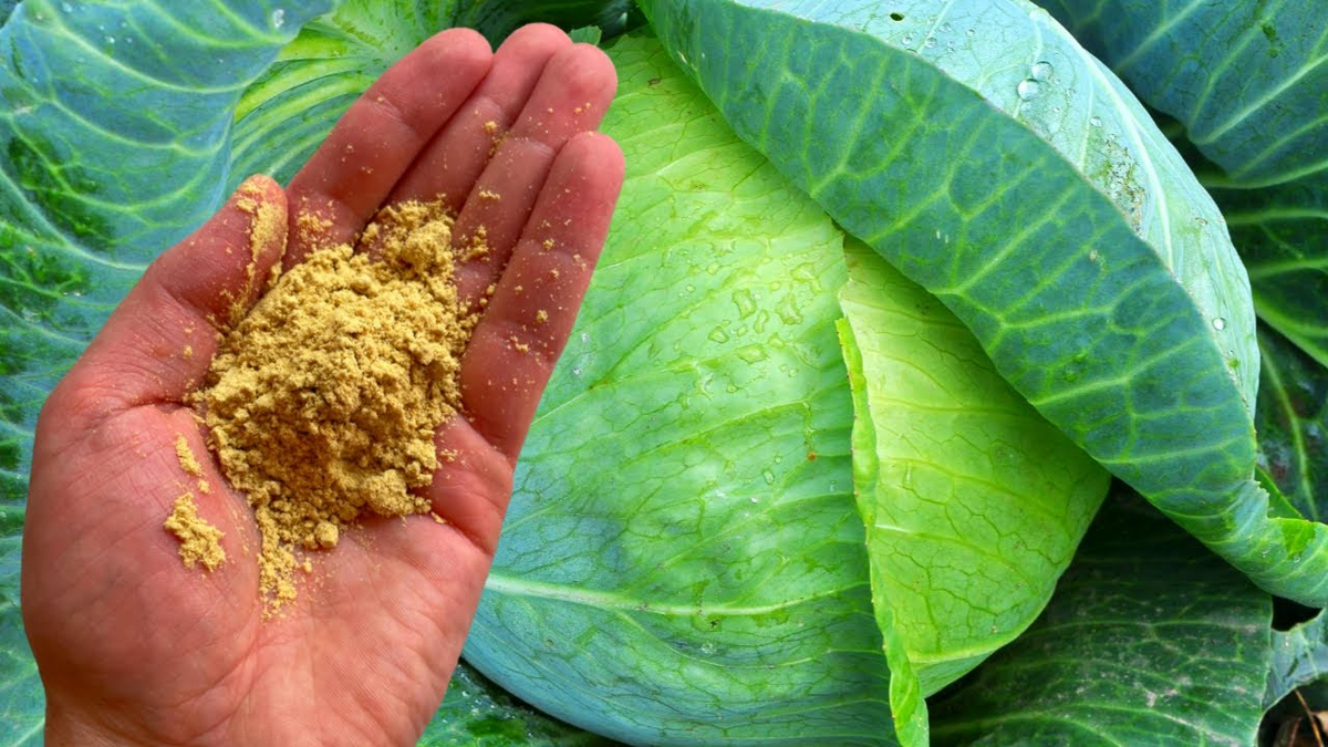 Яндекс. Картинки