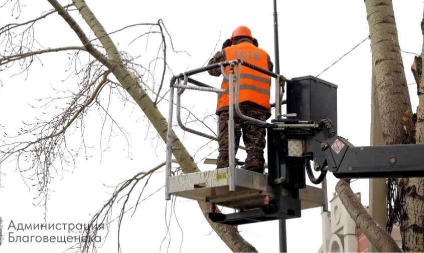 Индивидуальный подход к каждому дереву: в Благовещенске проводят санитарную обрезку насаждений