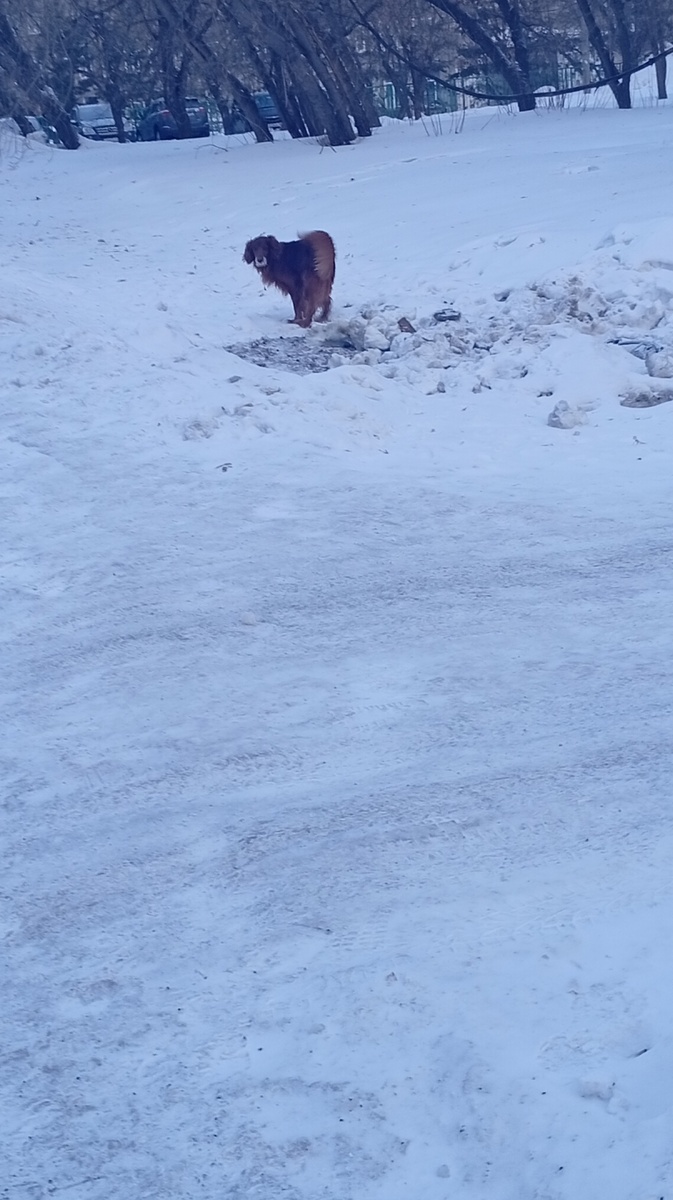 Породистый пёс , с ошейником. 