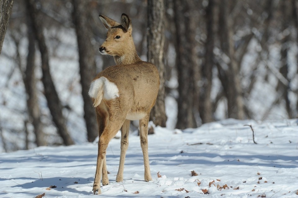    Судя по видео, животное не боялось проезжающих мимо авто. Владимир ВЕЛЕНГУРИН
