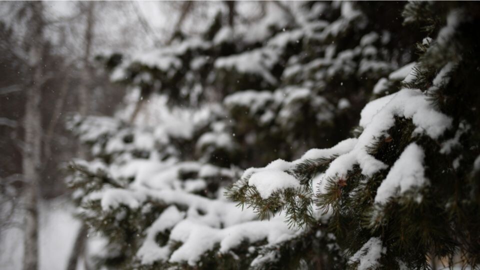    Погода. Зима. Снег. Мороз.. Источник: Анна Меньшикова, Толк