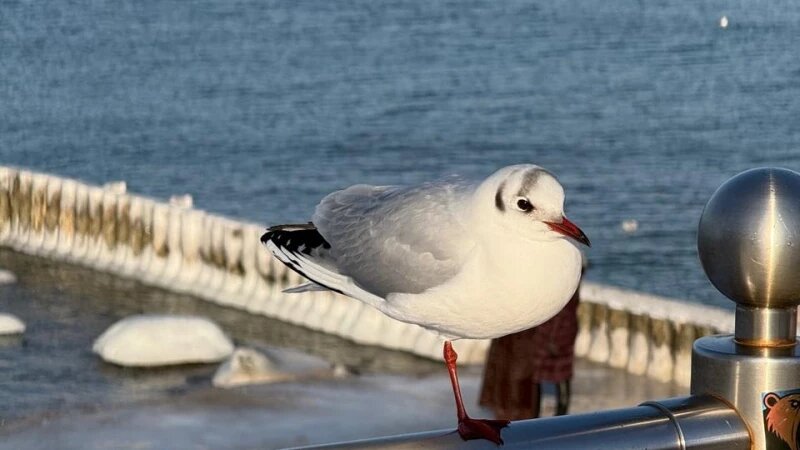     Чайка, море. Ольга Найденова