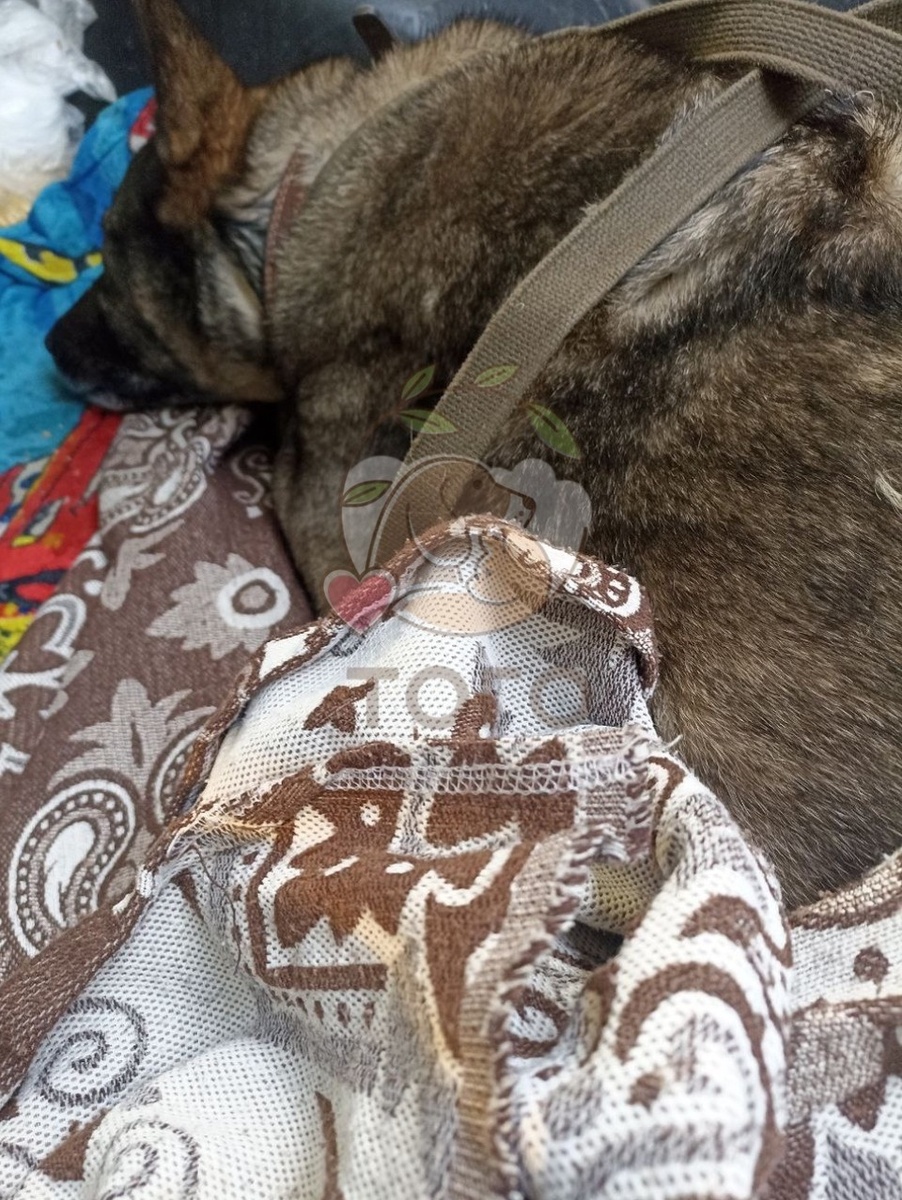    Фото: Приют для животных «Того»