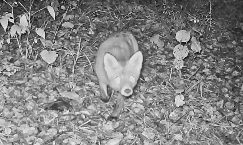 Лиса, барсук и не только: кого «поймала» фотоловушка на медвежьей тропе в Хинганском заповеднике
