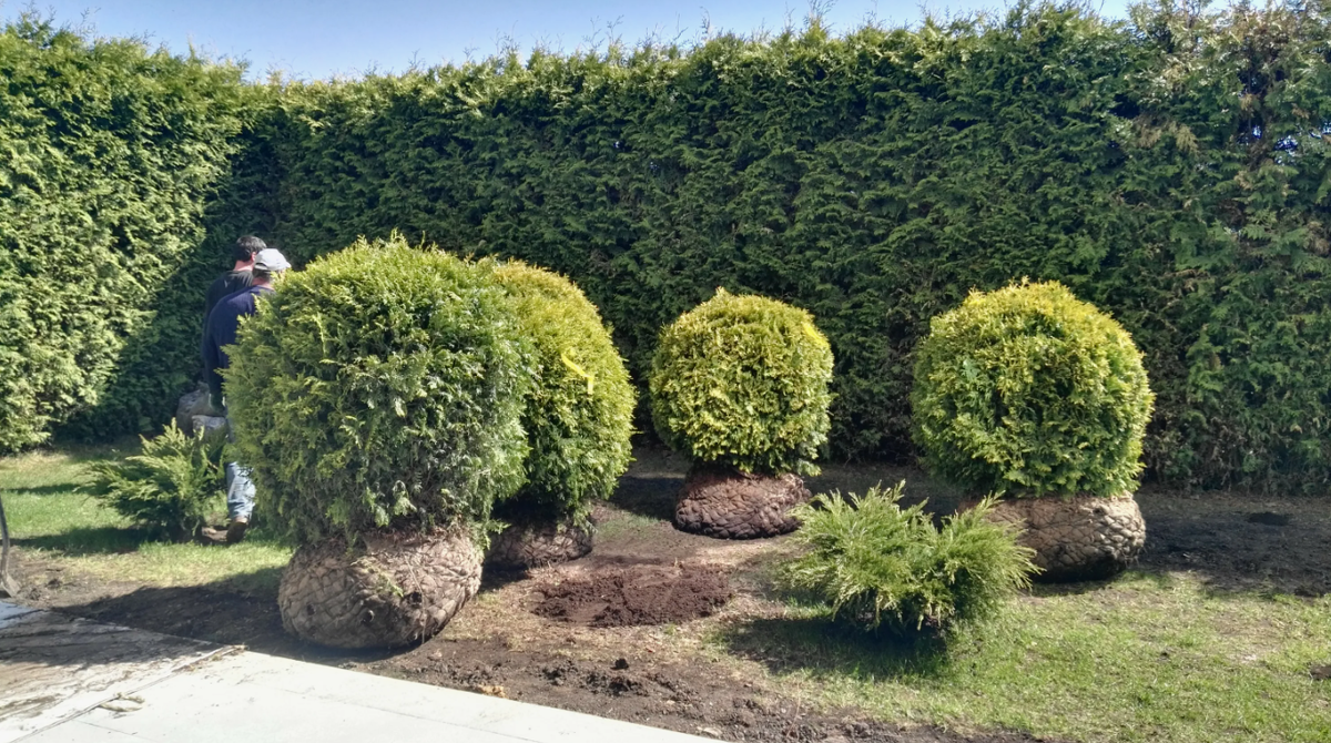 Крупномеры — взрослые деревья дают мгновенный эффект обжитого сада