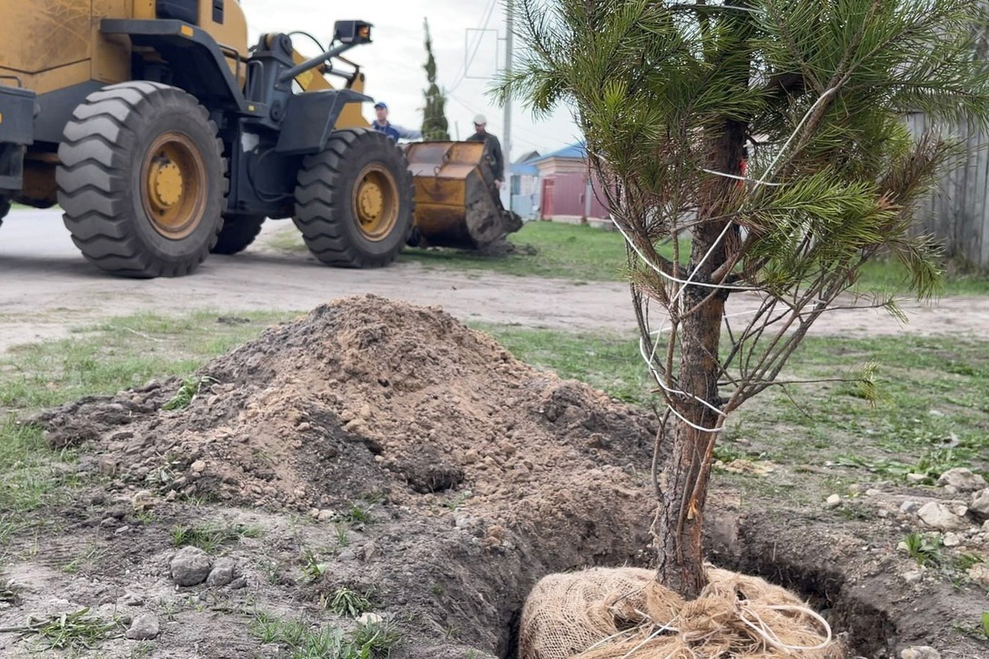 Посадка крупномера — требует спецтехники и правильной ямы для приживаемости
