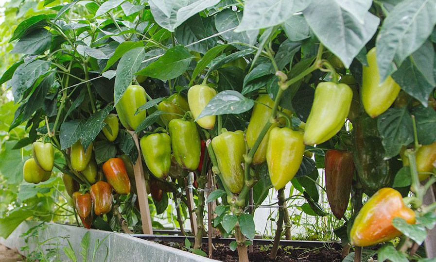 Чем подкормить перцы, чтобы завязей стало в 2 раза больше