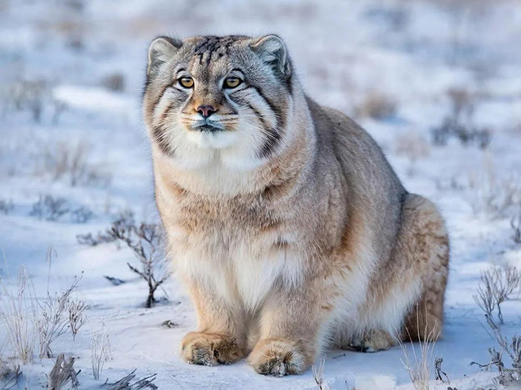     Фото: сгенерировано ИИ.